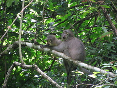 Cercocebus sanjei