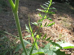 Silphiodaucus prutenicus