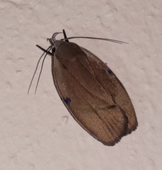 Stenoma exarata