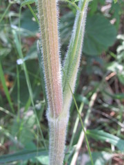 Silphiodaucus prutenicus