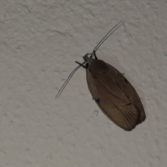 Stenoma exarata