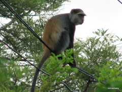 Cercopithecus mitis moloneyi