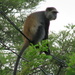 Moloney's White-collared Monkey - Photo (c) seasav, some rights reserved (CC BY-NC-ND), uploaded by seasav