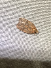 Sparganothis sulfureana