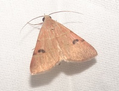 Hemeroplanis rectalis