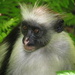 Zanzibar Red Colobus Monkey - Photo (c) seasav, some rights reserved (CC BY-NC-ND), uploaded by seasav