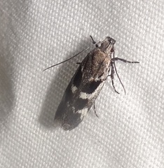 Filatima