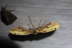 Siculodes aurorula