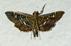 Diathrausta harlequinalis