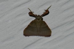 Basacallis tarachodes