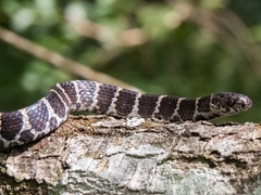 Dipsas ventrimaculata