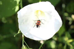 Stictoleptura cordigera