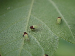 Calophya triozomima
