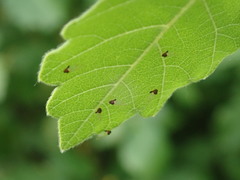 Calophya triozomima