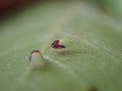 Calophya triozomima