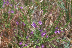 Lythrum californicum