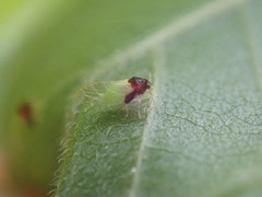 Calophya triozomima