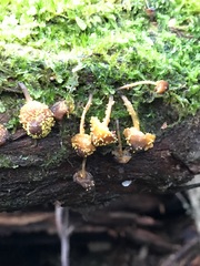 Neobarya agaricicola