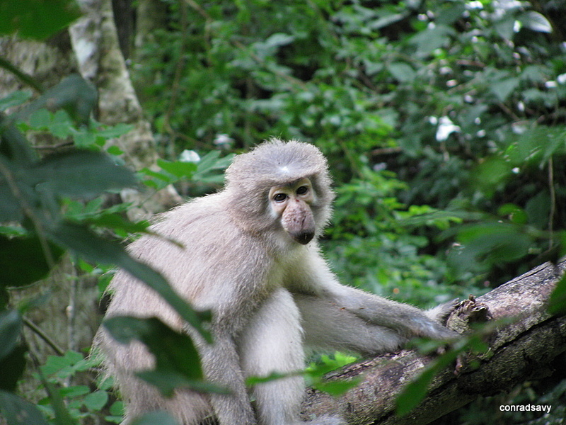 Sanje Mangabey (Cercocebus sanjei)