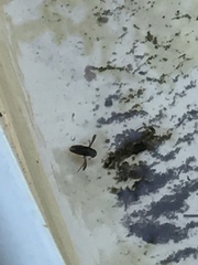 Nepomorpha