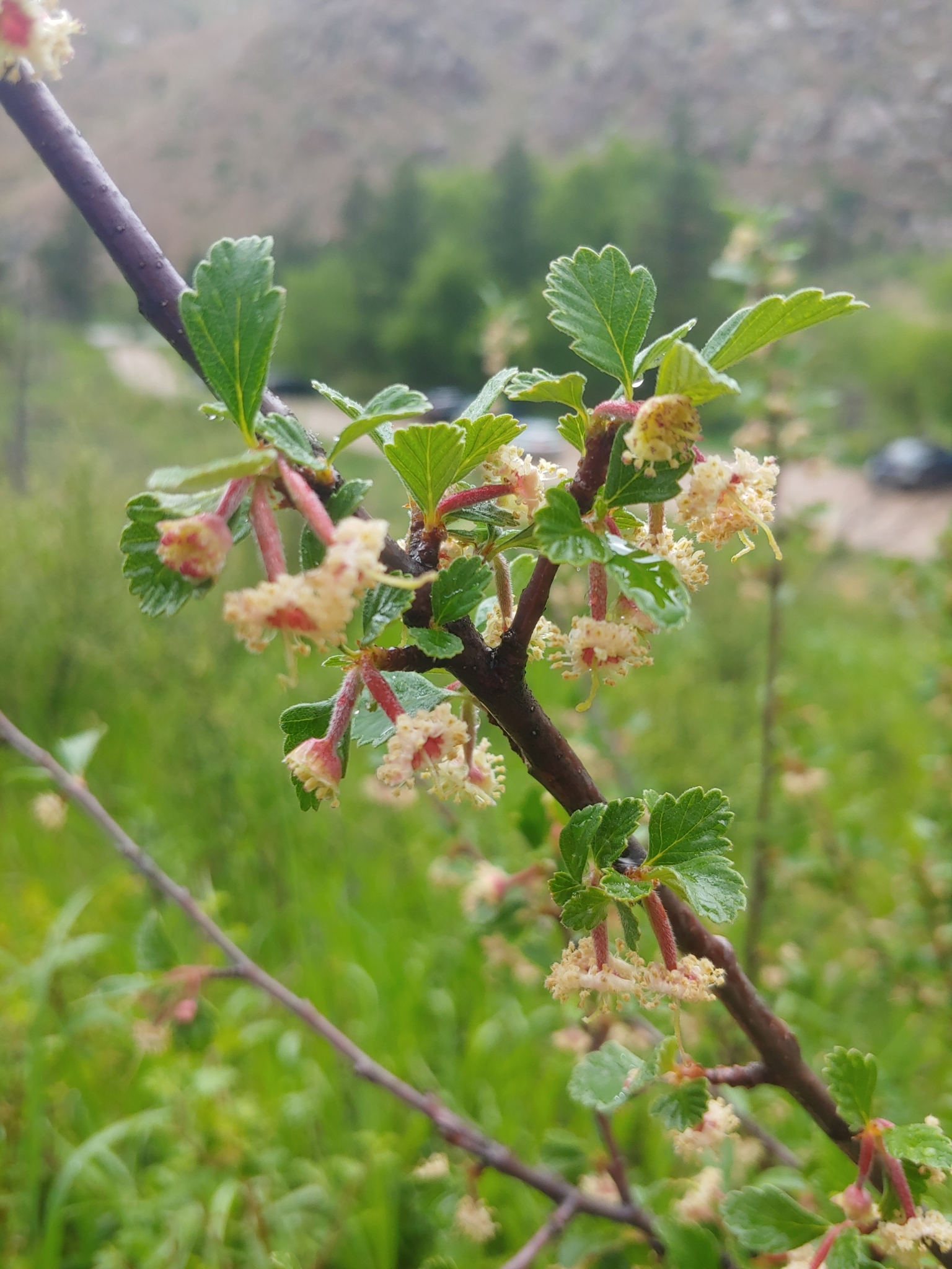 Cercocarpus