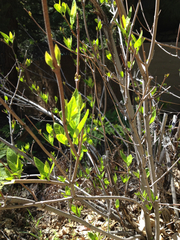 Calycanthus occidentalis