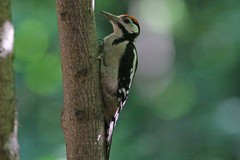 Dendrocopos major