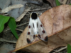 Dysschema boisduvallii