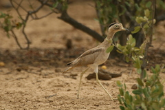 Burhinus superciliaris