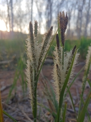 Carex nebrascensis