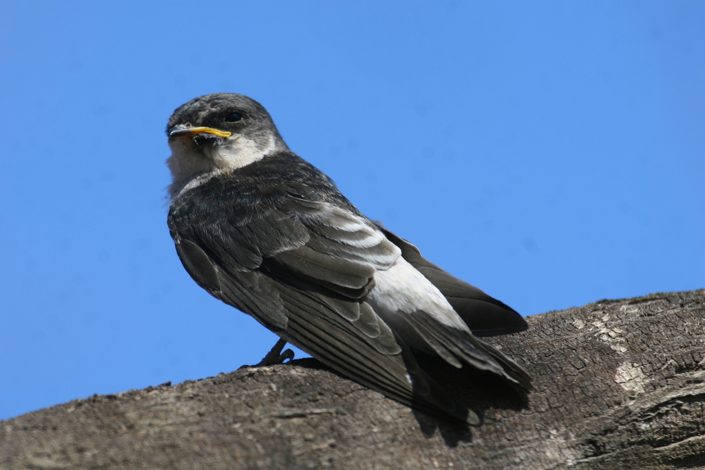 Tumbes Swallow