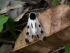 Dysschema boisduvallii