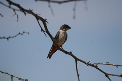 Tachycineta stolzmanni