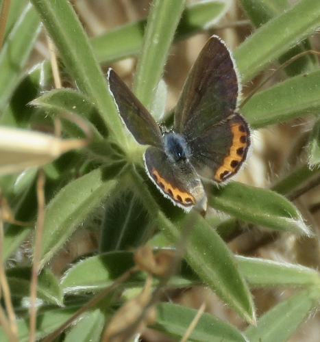 iNaturalist observation photo of Acmon Blue