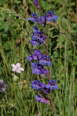 Penstemon subglaber