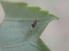 Drepanaphis acerifoliae