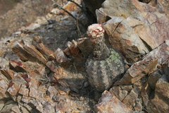 Melocactus peruvianus