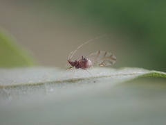 Drepanaphis acerifoliae