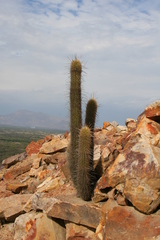 Haageocereus versicolor