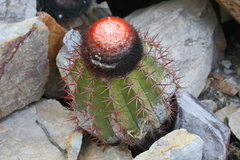 Melocactus peruvianus