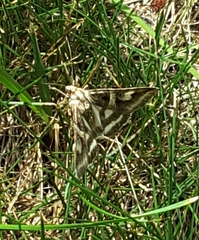 Drasteria grandirena