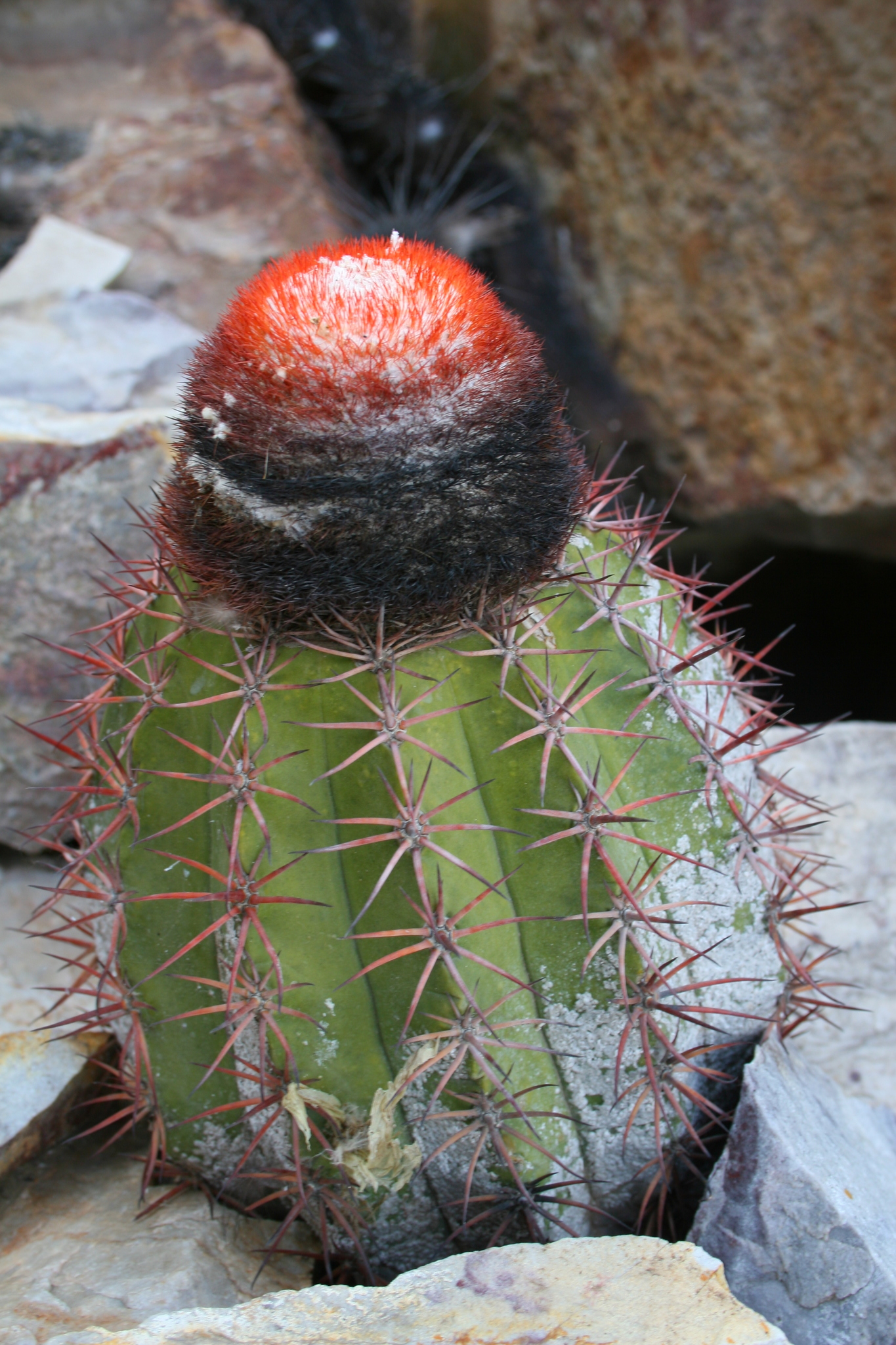 Melocactus peruvianus