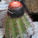 Melocactus peruvianus - Photo (c) ericlopresti, some rights reserved (CC BY-NC), uploaded by ericlopresti