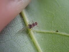 Drepanaphis acerifoliae