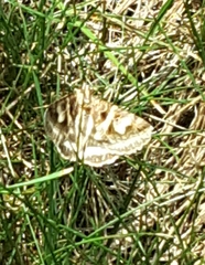 Drasteria grandirena