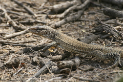 Callopistes flavipunctatus