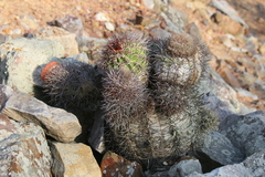 Melocactus peruvianus
