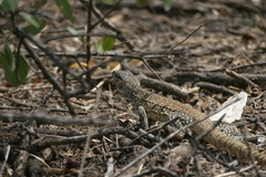 Callopistes flavipunctatus