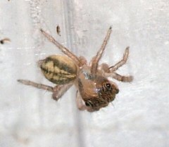 Hasarius adansoni