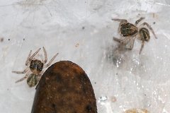 Hasarius adansoni